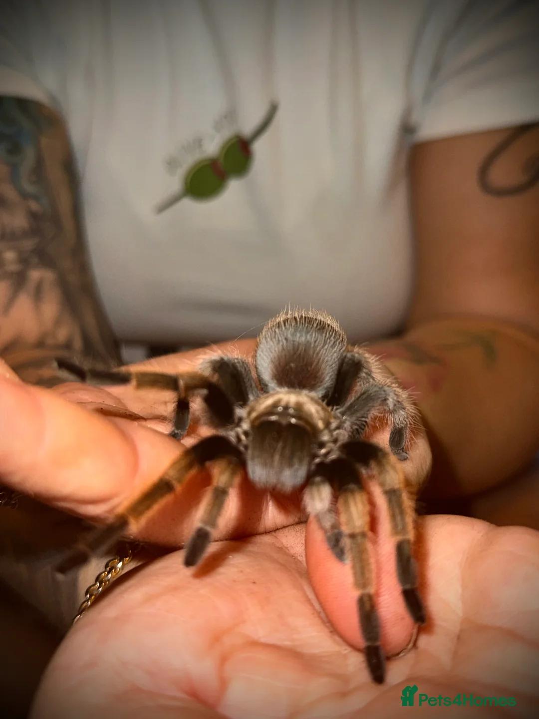 Tarantulas invertebrates for sale: Tarantulas wanted - Advert 17