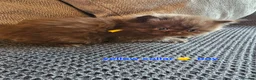 British Shorthair cats for sale: British short hairs / long hair  - Advert 2
