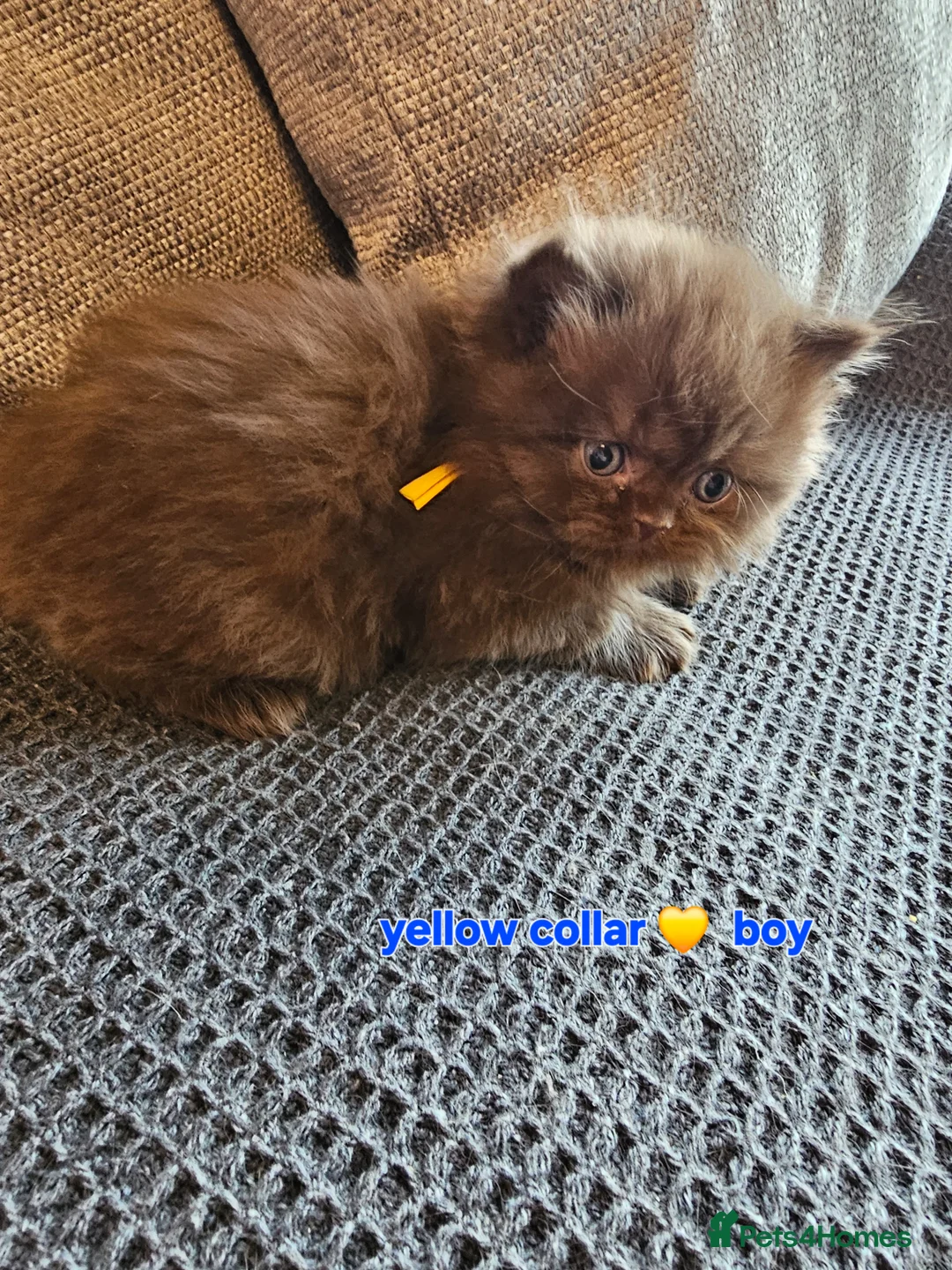 British Shorthair cats for sale: British short hairs / long hair  - Advert 2