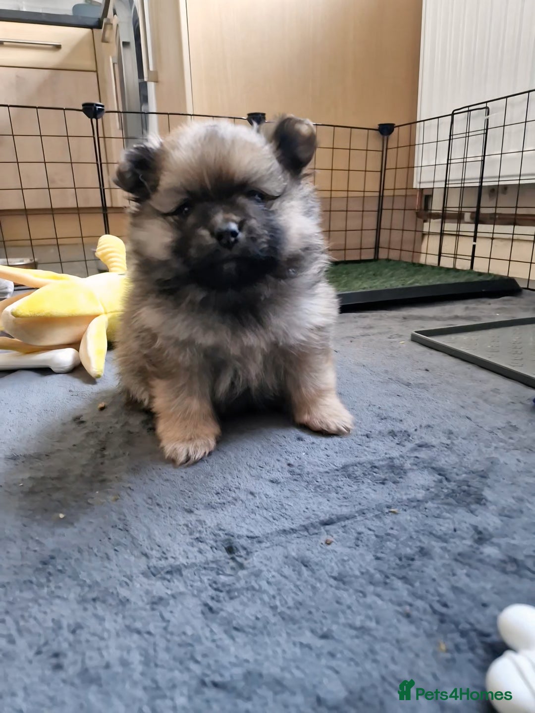 Pomeranian dogs for sale: Stunning sable pomeranians - Advert 3