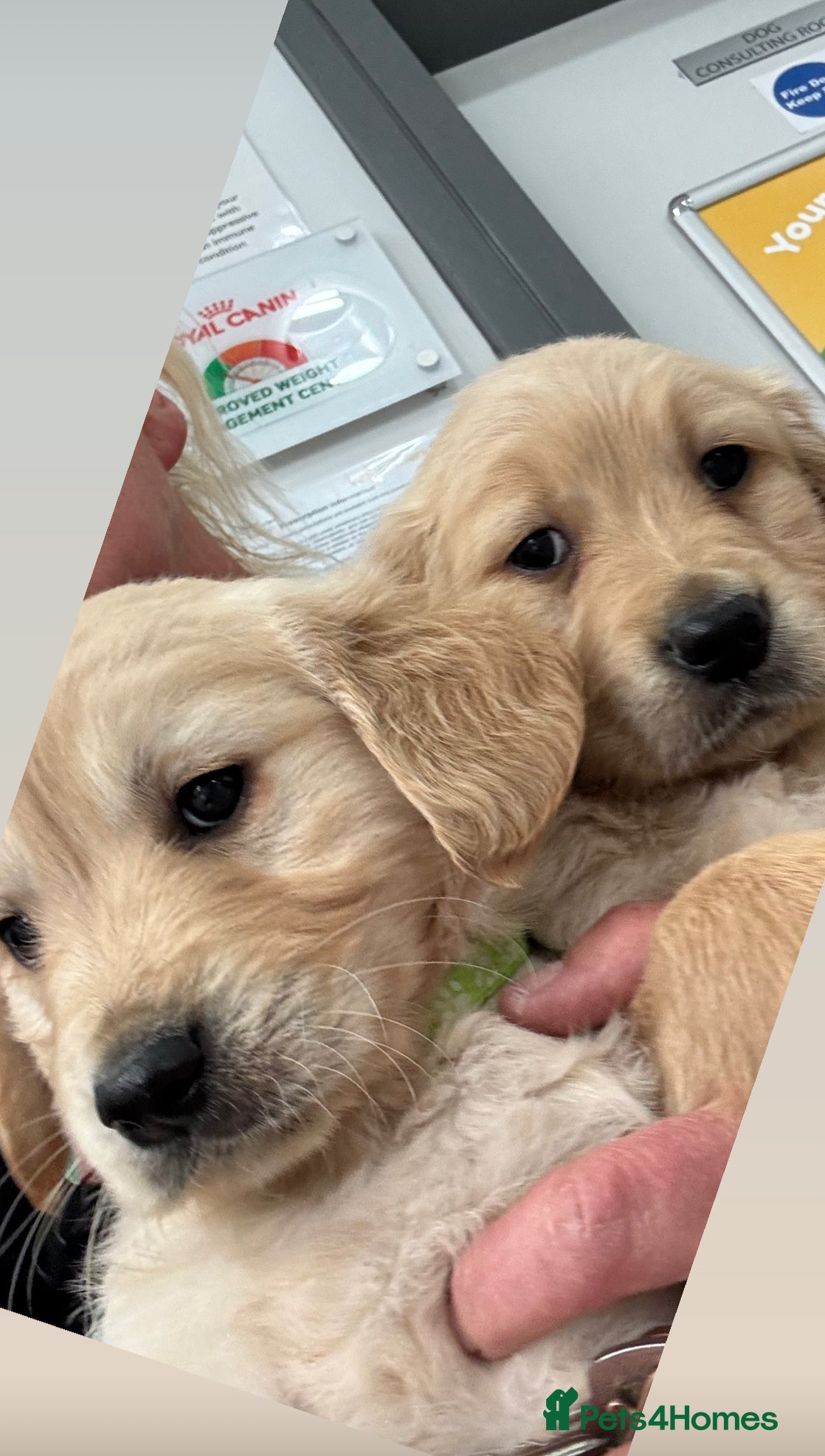 Golden Retriever dogs Gorgeous Golden Retrievers Only 2 Left - Advert 18