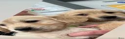 Golden Retriever dogs for sale: Gorgeous Golden Retrievers Only 2 Left - Advert 3