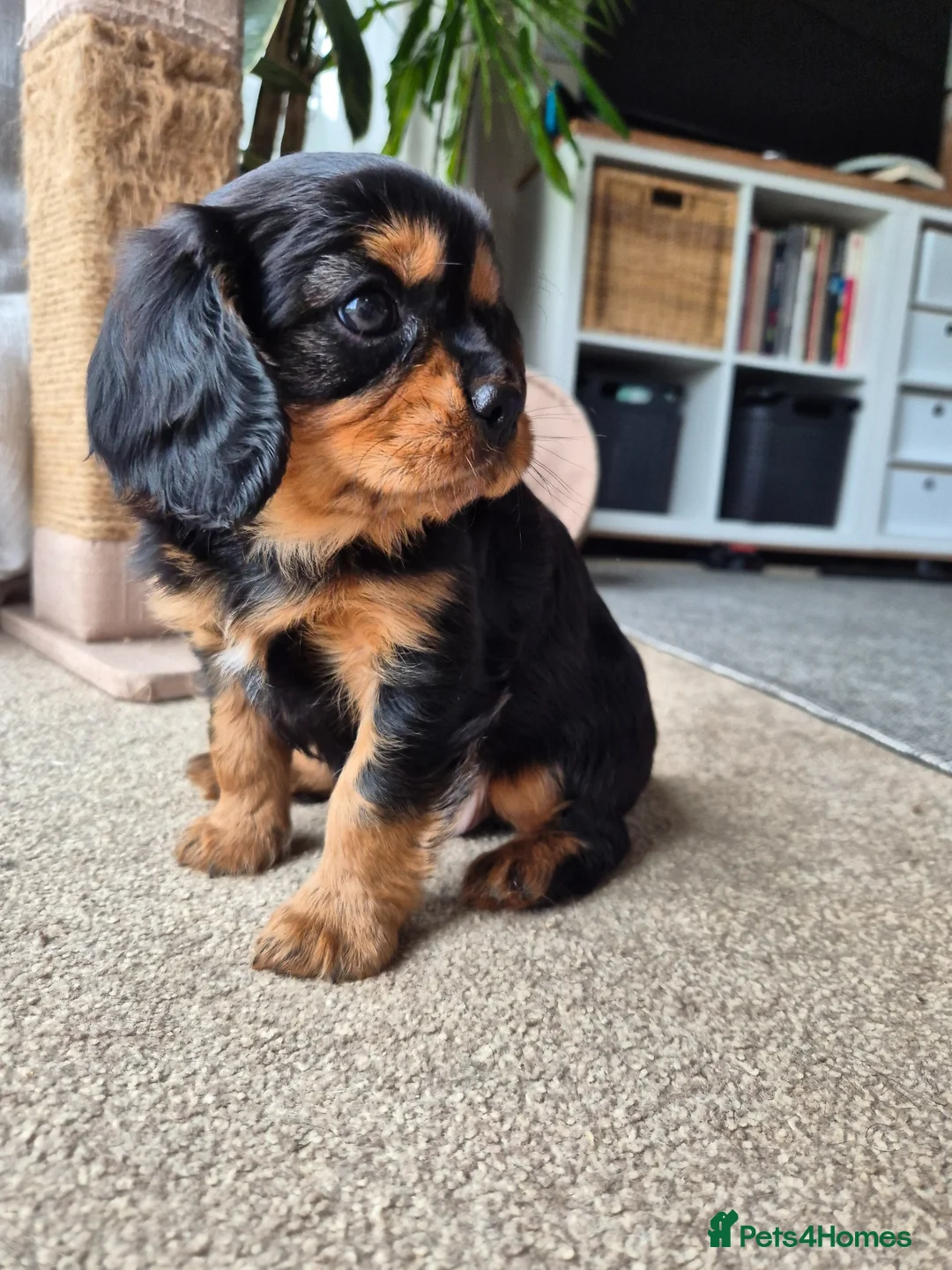 Cavalier King Charles Spaniel dogs for sale: Cavalier King Charles Puppy  in Attleborough - Advert 1