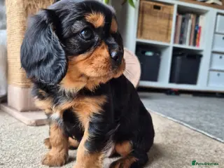 Cavalier King Charles Spaniel dogs Cavalier King Charles Puppy - Advert 5