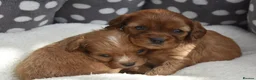 Cavapoo dogs for sale: Health Tested Cavapoo Puppies  - Advert 6