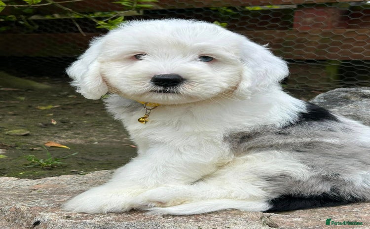 Sheepadoodle dogs - Advert 1