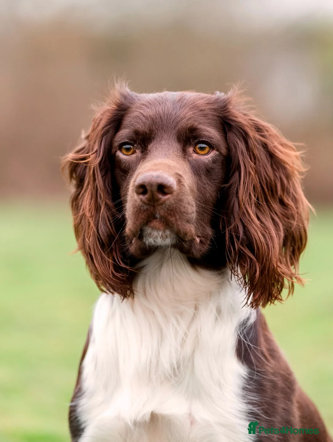 English Springer Spaniel dogs for sale: Gorgeous KC Reg Springer Spaniel Pups  - Advert 2