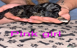 Toy Poodle dogs for sale: Toy poodle full pedigree for sale - Image 3