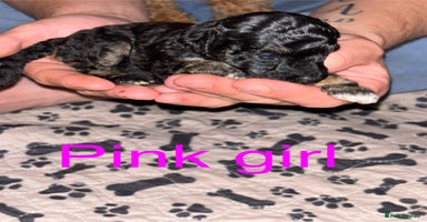 Toy Poodle dogs - Advert 8