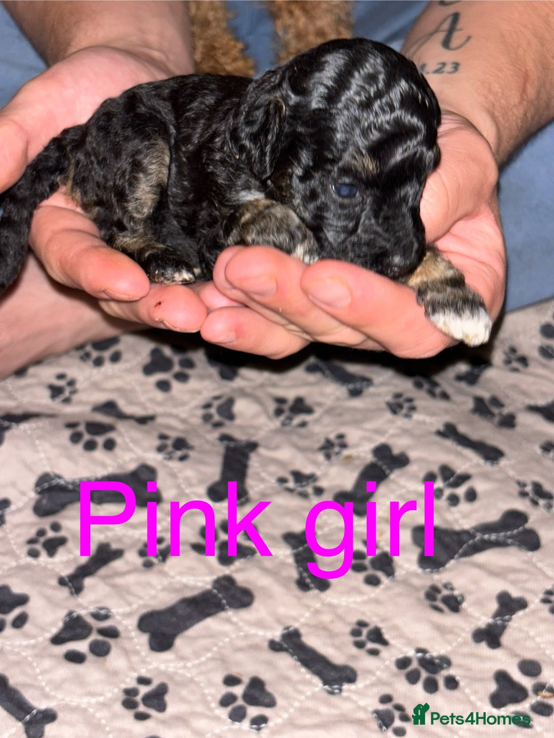 Toy Poodle dogs for sale: Toy poodle full pedigree for sale - Image 3