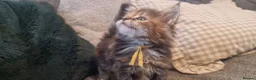 Maine Coon cats for sale: **PURE Maine Coon Kittens** 1 Boy / 3 Girls - Advert 30