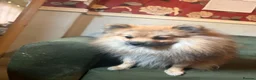 Pomeranian dogs for sale: 1 year old Pomeranian for sale read description  - Advert 4