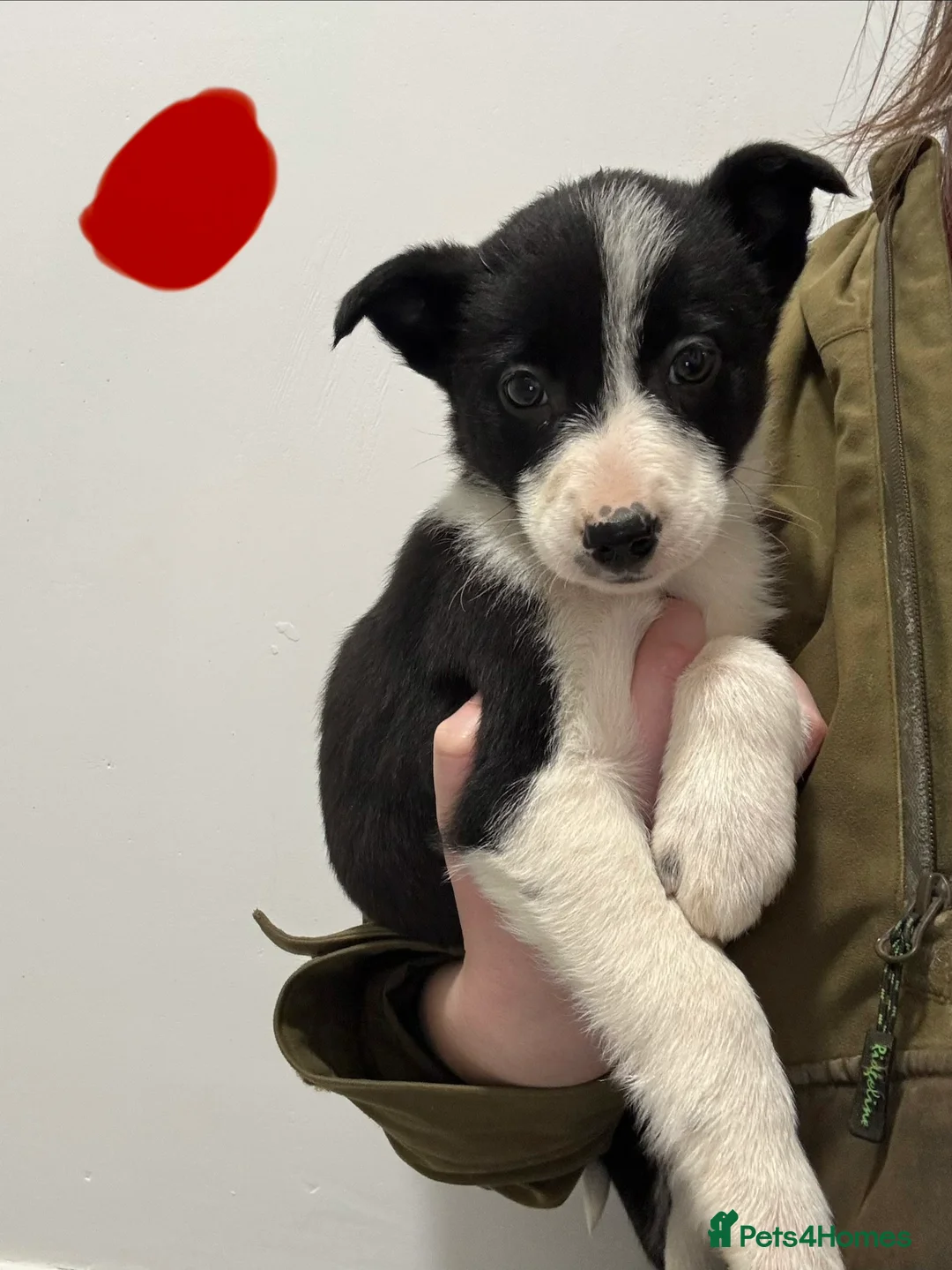 Border Collie dogs for sale: Border Collie puppies for sale - Advert 12