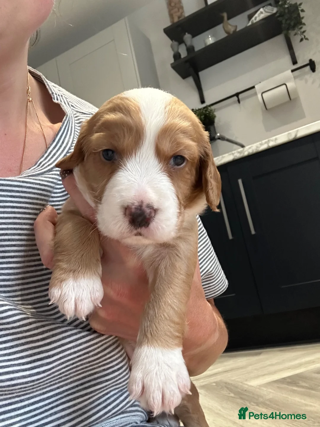 Sprocker dogs for sale: ✨Last white boy ready to Leave!✨Sprocker Spaniels✨ - Advert 39