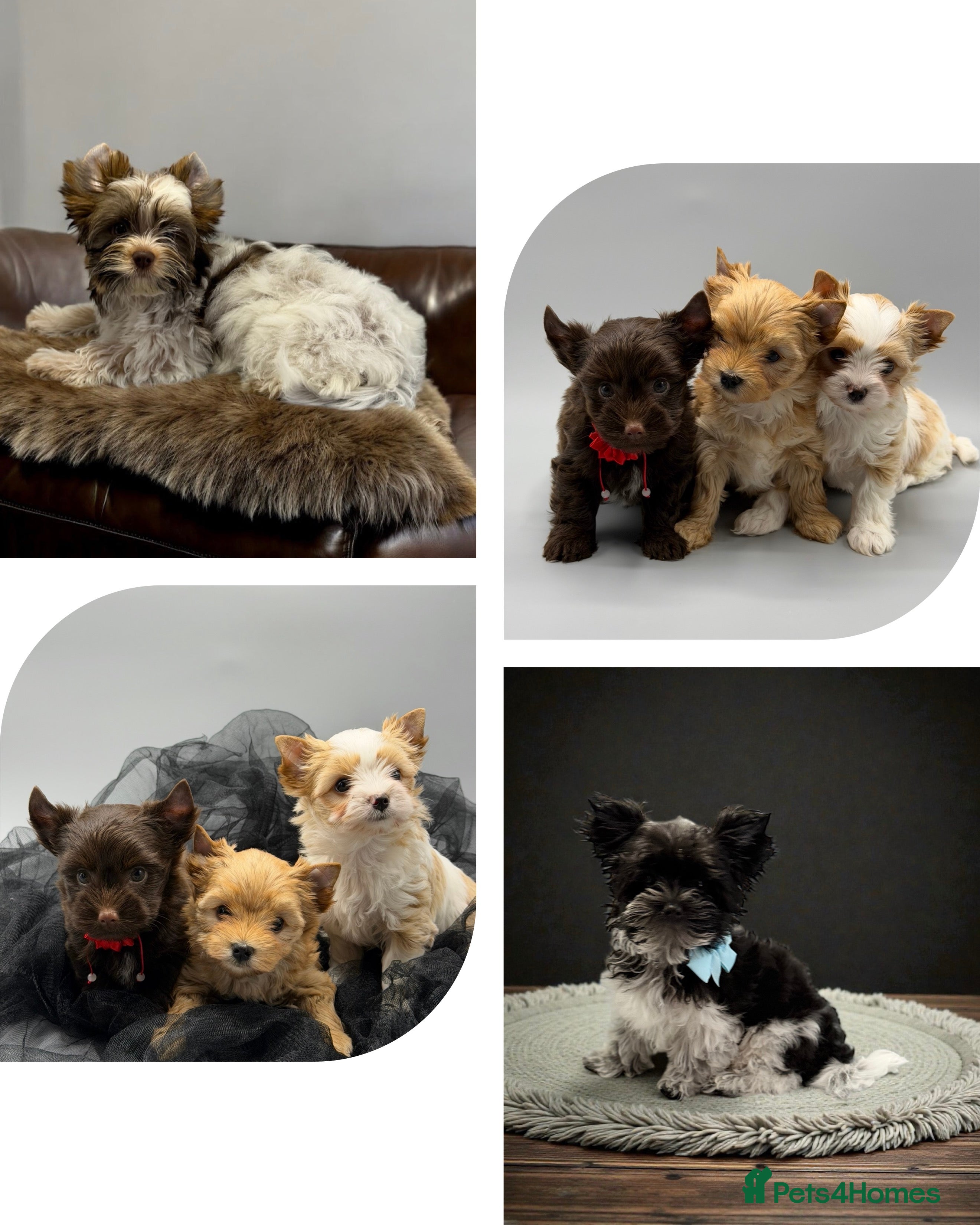 Yorkshire Terrier dogs  Ready to go Pedigree Puppies Yorkshire Terriers - Advert 21