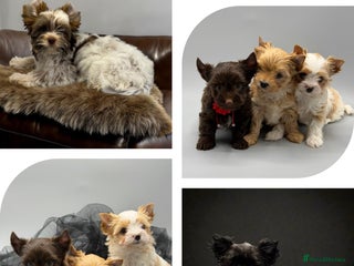 Yorkshire Terrier dogs Ready to go Pedigree Puppies Yorkshire Terriers - Advert 21