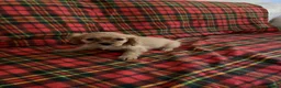 Cavalier King Charles Spaniel dogs for sale: Beautiful Cavalier King Charles Spaniel Puppies in Newark - Advert 10