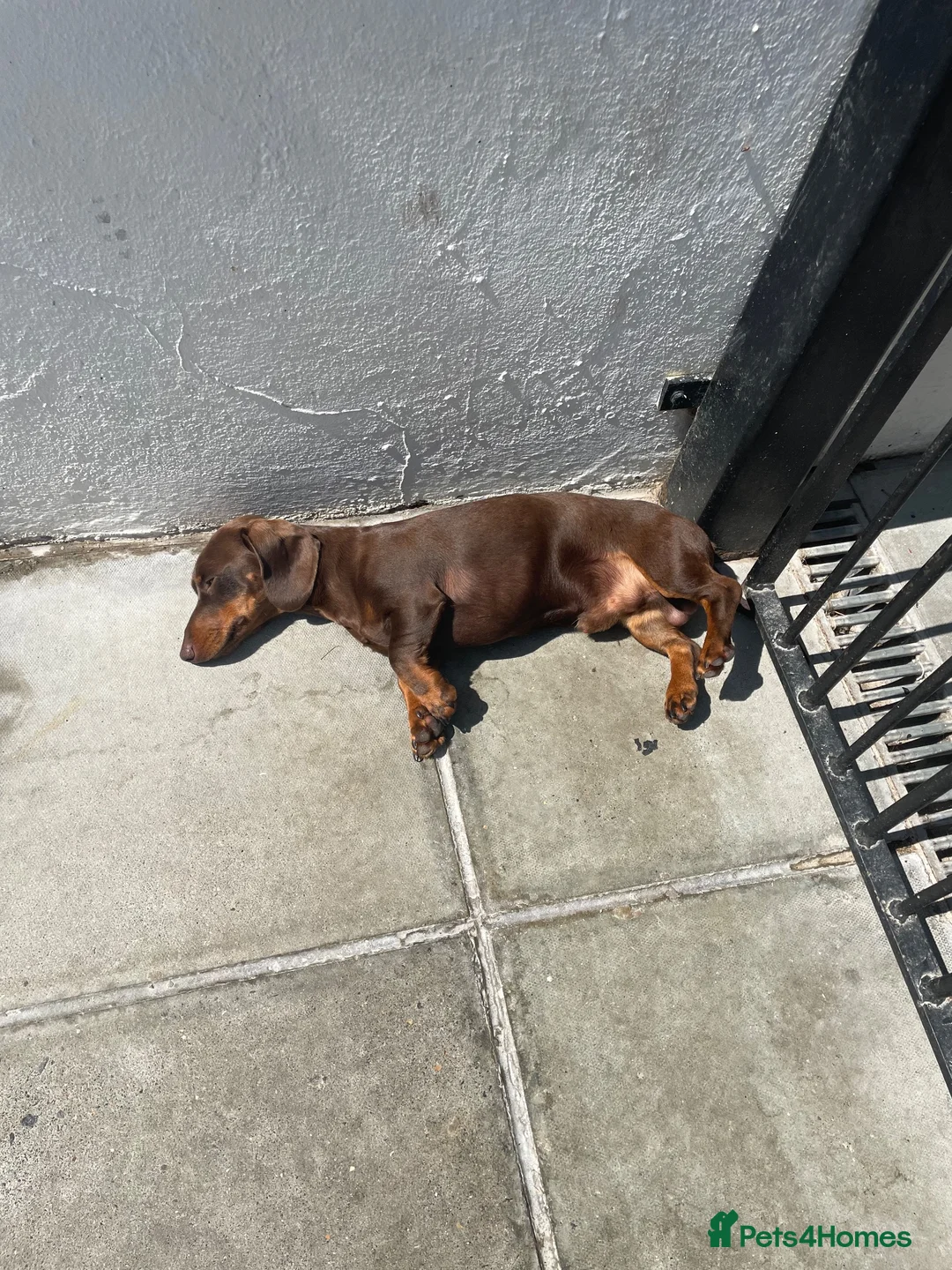 Miniature Dachshund dogs for stud: Miniature dachshund for stud  - Advert 4