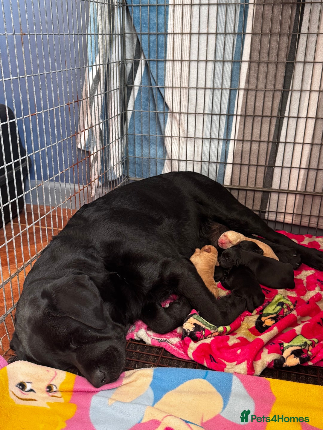 Labrador Retriever dogs for sale: Chunky Labrador puppies  - Advert 12