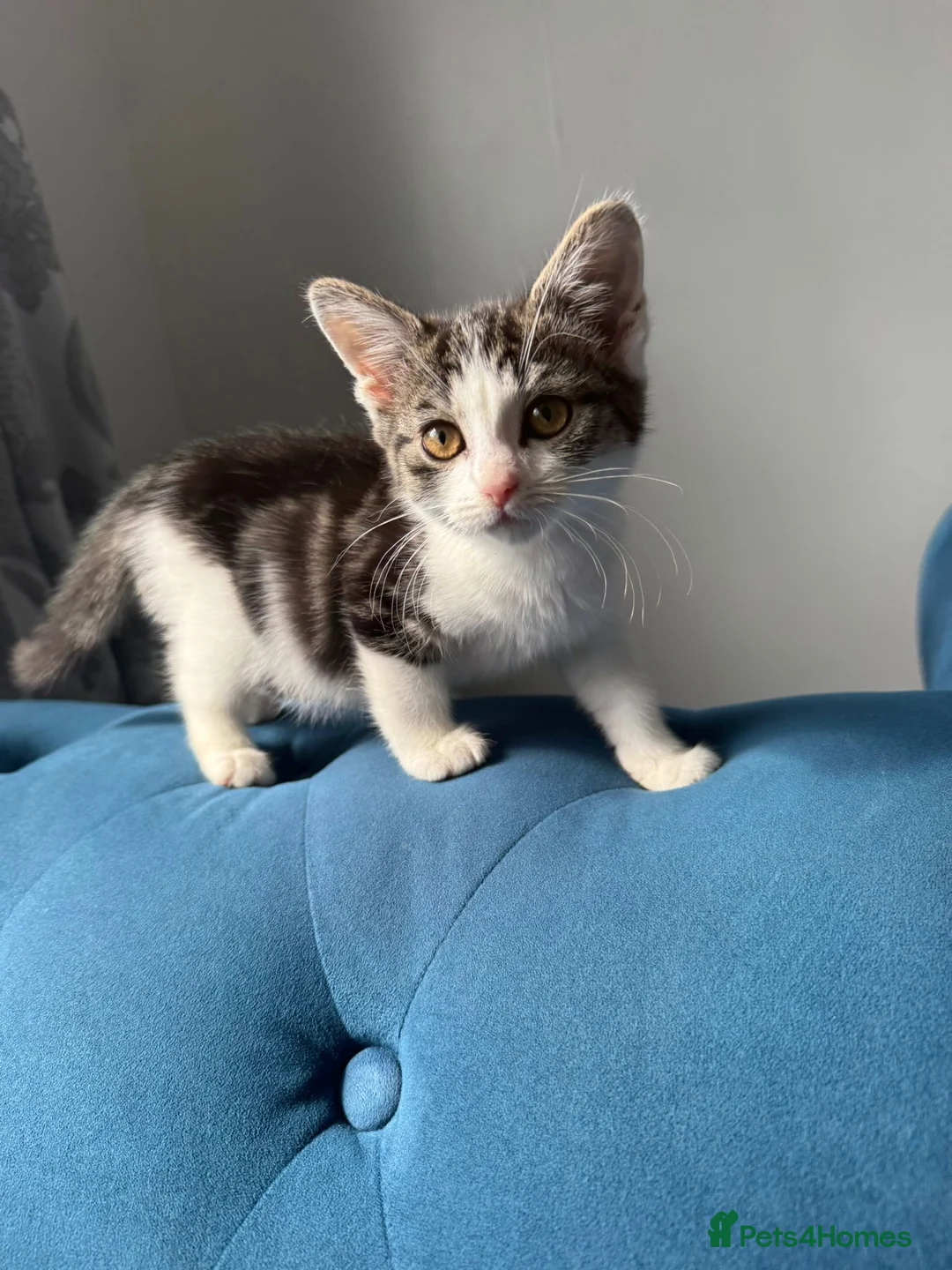 Mixed Breed cats for sale: 2 cute kitties for sale - Advert 1