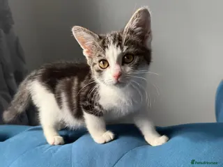 Mixed Breed cats 2 cute kitties for sale - Advert 1