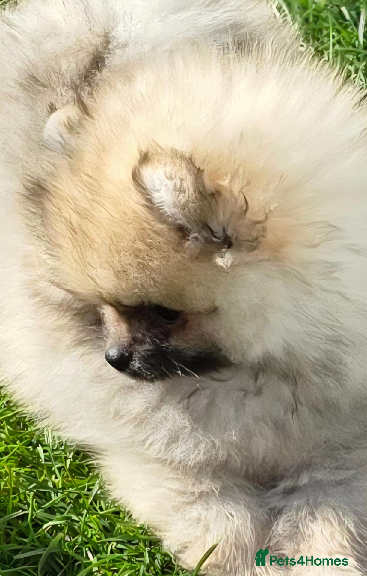 Pomeranian dogs Beautiful sable girl  - Advert 1