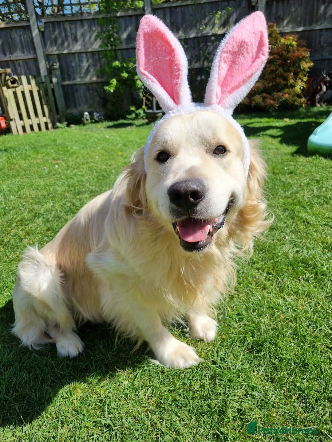 Golden Retriever dogs for stud: KC Golden for Stud - Image 3