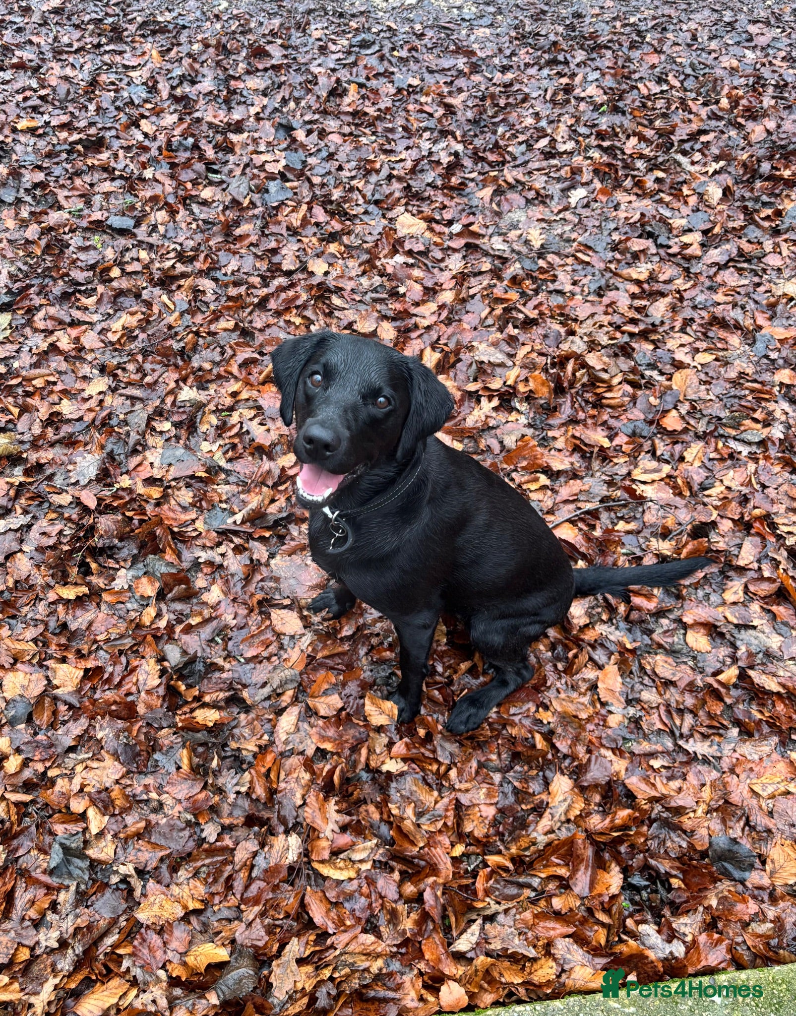 Labrador Retriever dogs Black KC Lab puppies - Advert 1