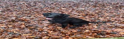 Labrador Retriever dogs for sale: Black KC Lab puppies - Advert 1
