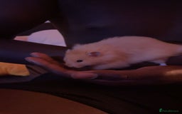 Hamster rodents for sale: Long Haired Syrian Hamster - Image 2