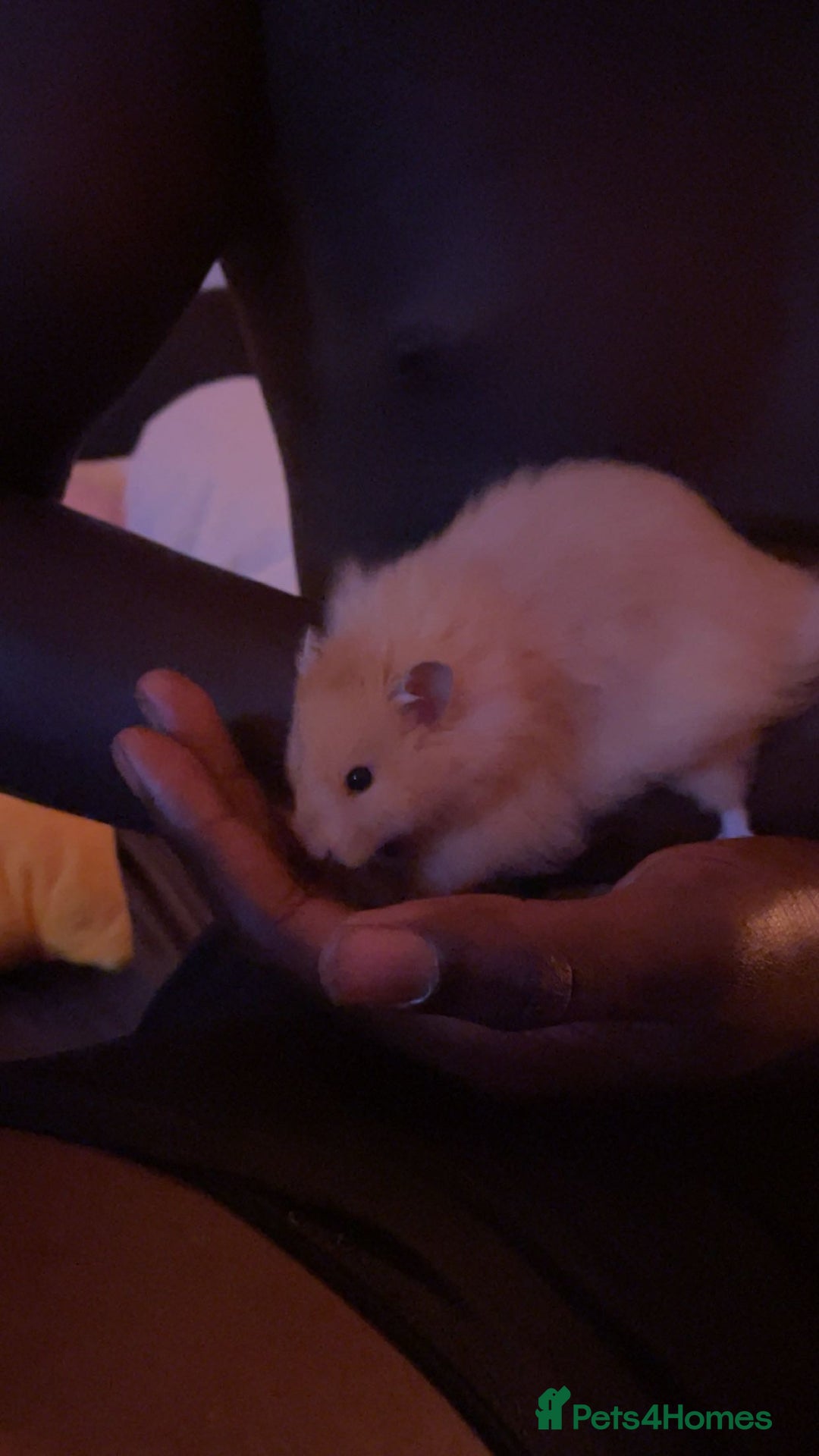 Hamster rodents for sale: Long Haired Syrian Hamster - Image 2