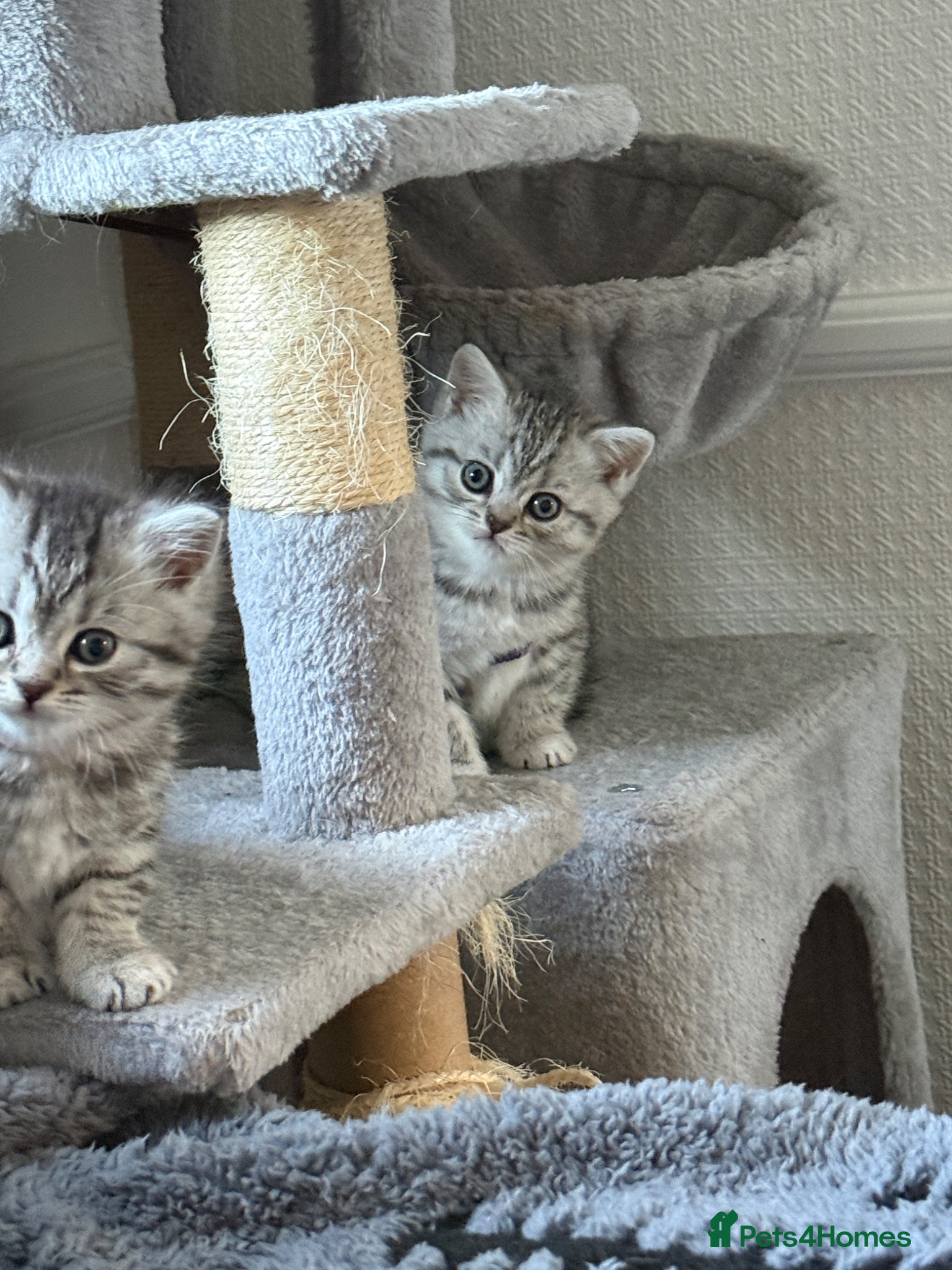 British Shorthair cats for sale: 3 females British shorthair  - Advert 19