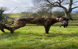 Lurcher dogs for sale: Lurcher pup - Image 5