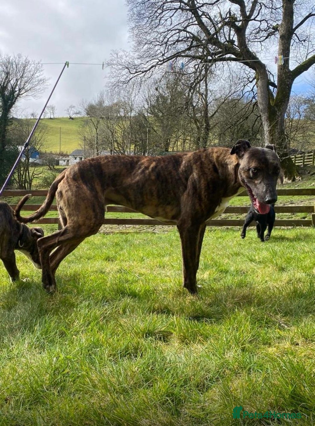 Lurcher dogs for sale: Lurcher pup - Image 5