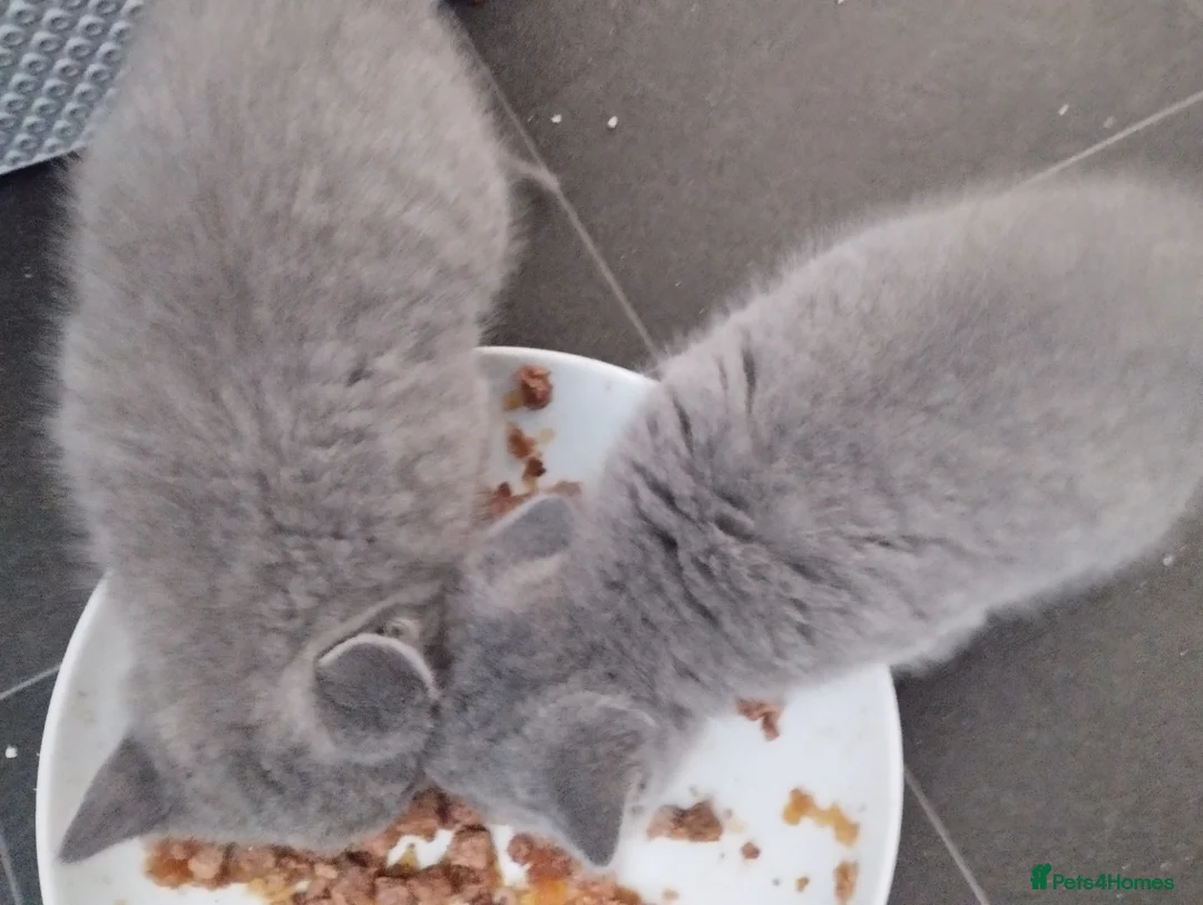 British Shorthair cats for sale: British Blue Kittens in Barnsley - Advert 2