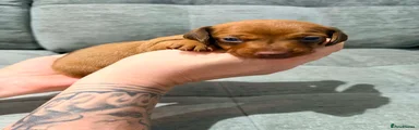Miniature Dachshund Puppy 4