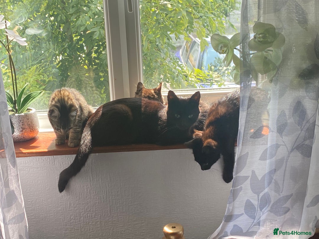 Egyptian Mau cats for sale: Boy kitten left black and grey girl. - Image 6