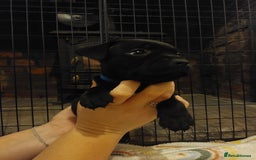Staffordshire Bull Terrier dogs for sale: *2 left* Stunning Chunky KC Staffy Pups - Image 1