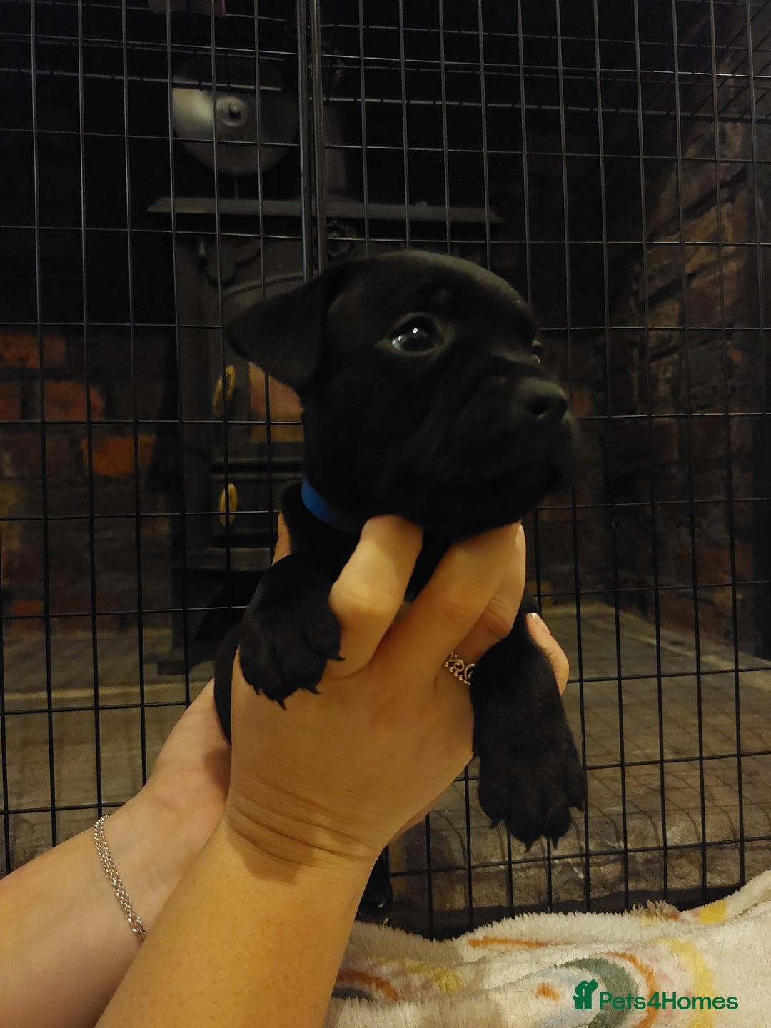 Staffordshire Bull Terrier dogs for sale: *2 left* Stunning Chunky KC Staffy Pups - Image 1
