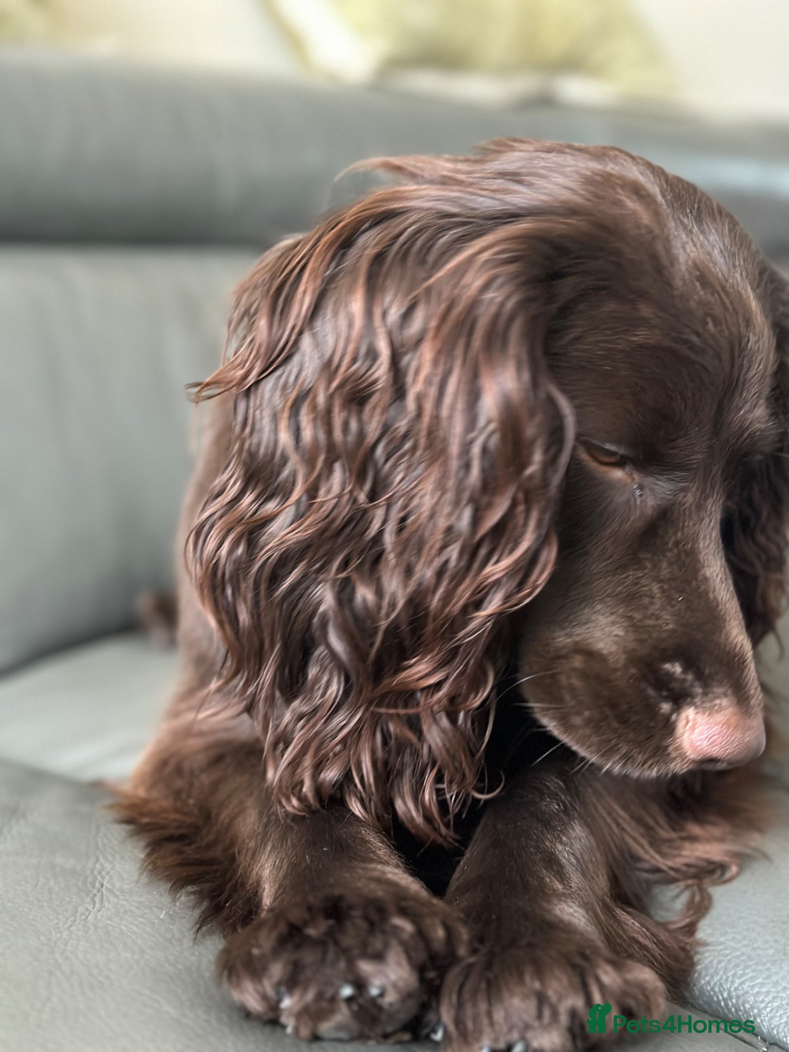 Cocker Spaniel dogs for sale: KC Registered Cocker Spaniels–DNA Clear Parents 👑 - Advert 1