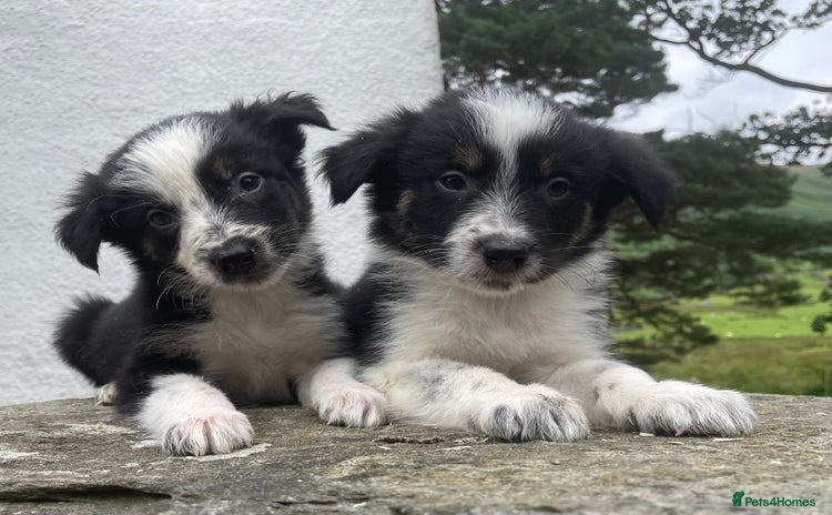 Border Collie dogs - Advert 8