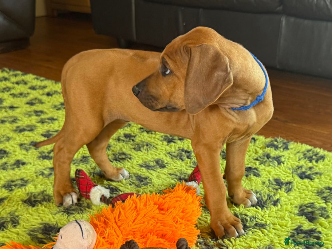 Rhodesian Ridgeback dogs for sale: Beautiful puppies from Health Tested Parents in Worksop - Image 31