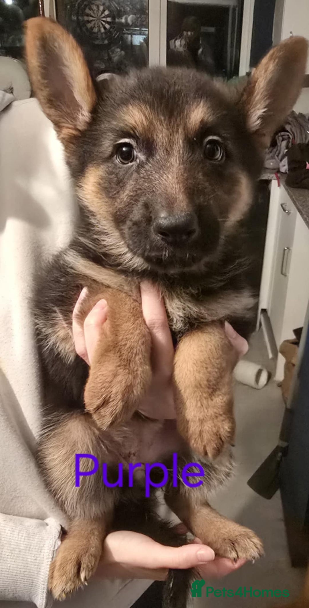 German Shepherd dogs for sale: X1 Full Bred Female German Shepherd Puppy - Advert 3