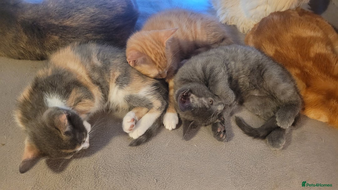 Mixed Breed cats for sale: Three gorgeous kittens available! - Advert 5