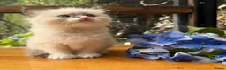 Ragdoll cats for sale: Purebred Ragdoll kittens - Advert 3