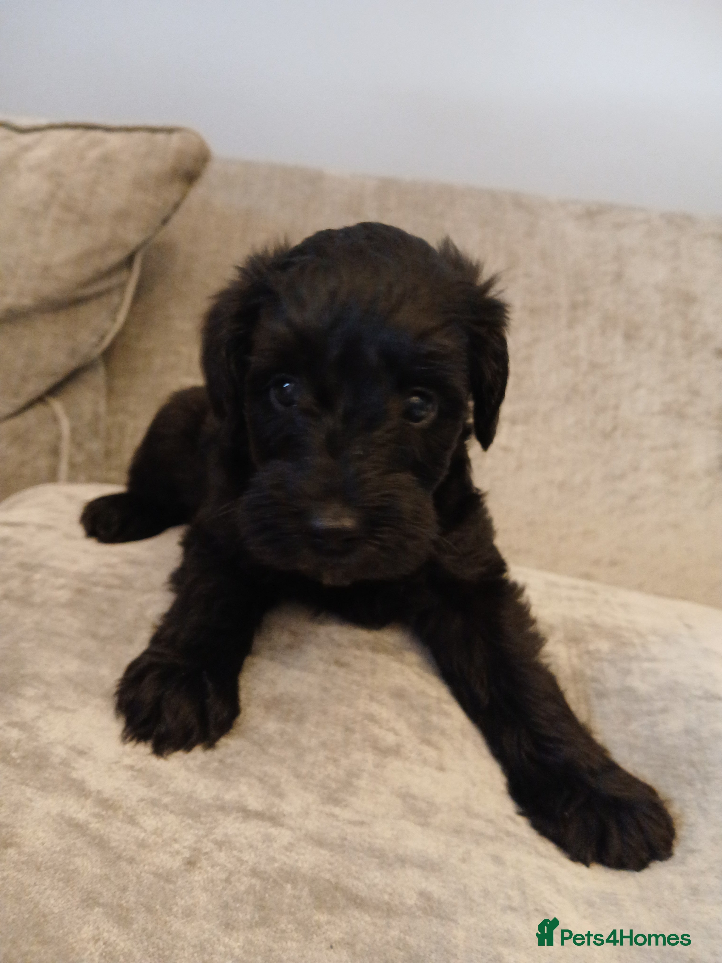Schnoodle dogs Schnoodle puppies  - Advert 1