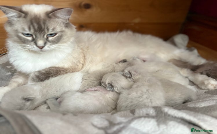 Ragdoll cats for sale - Advert 1
