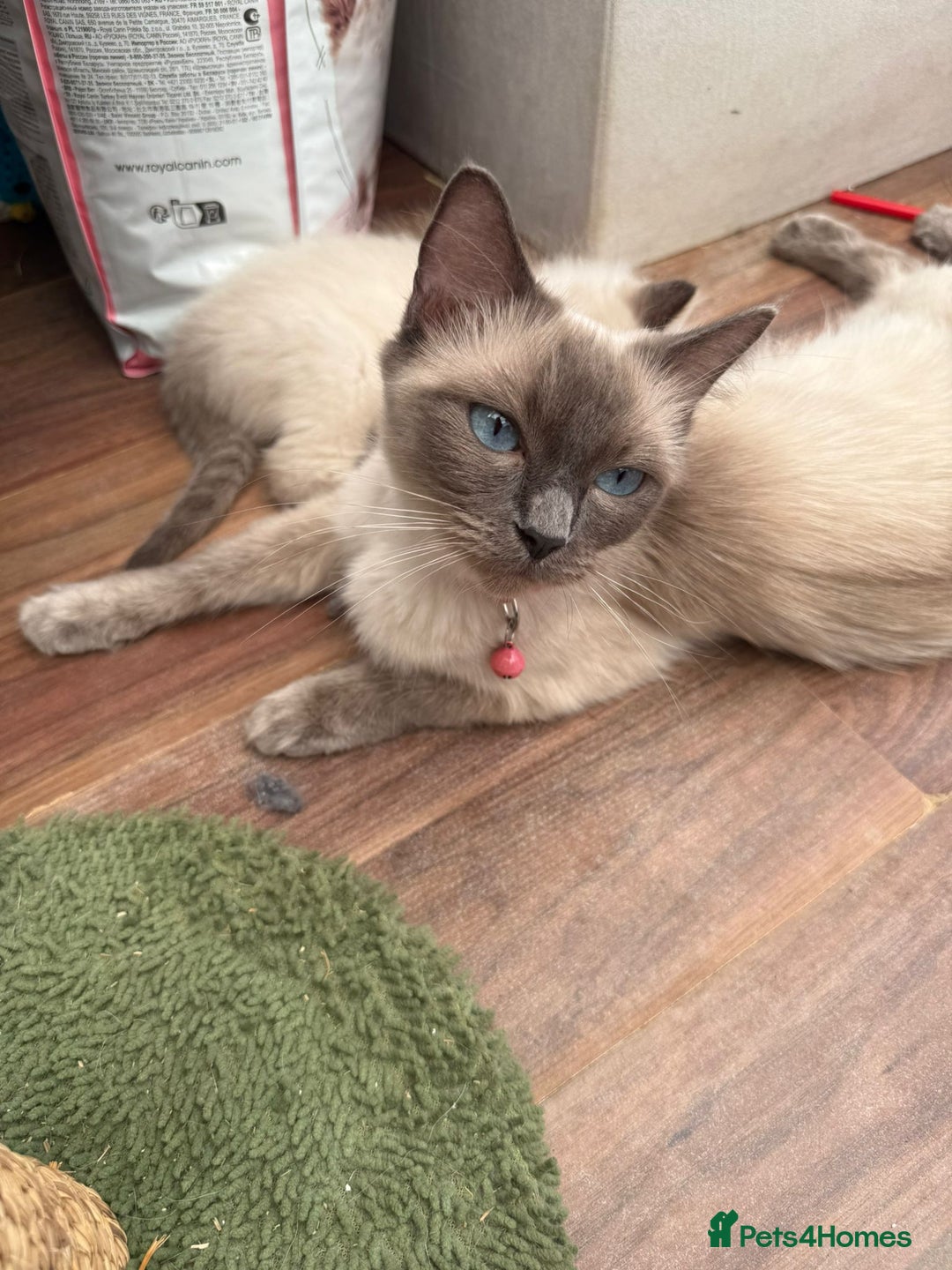 Ragdoll cats for sale: *STUNNING* litter of full ragdoll kittens  - Image 12