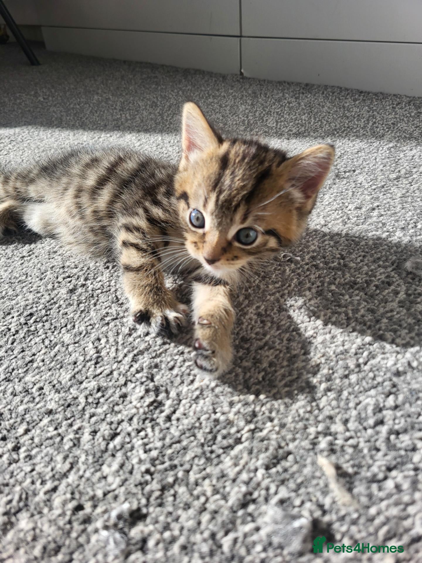 Mixed Breed cats for sale: 1 male 1 female beautiful long haired kitten - Advert 18