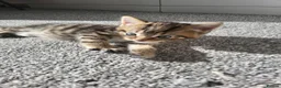 Mixed Breed cats for sale: 1 male 1 female long haired kitten - Advert 6